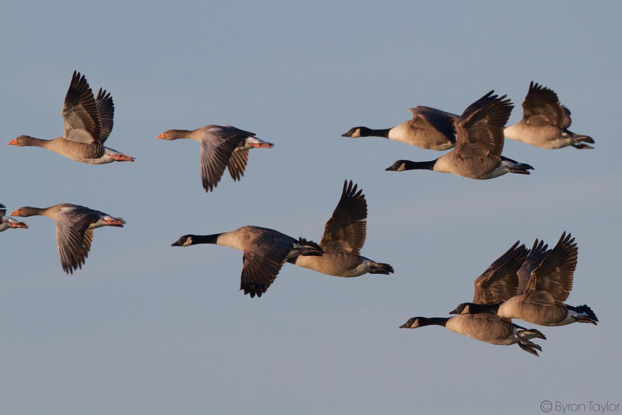 Greenland White-fronted Goose Study - Site of the Day: Kentra Moss ...
