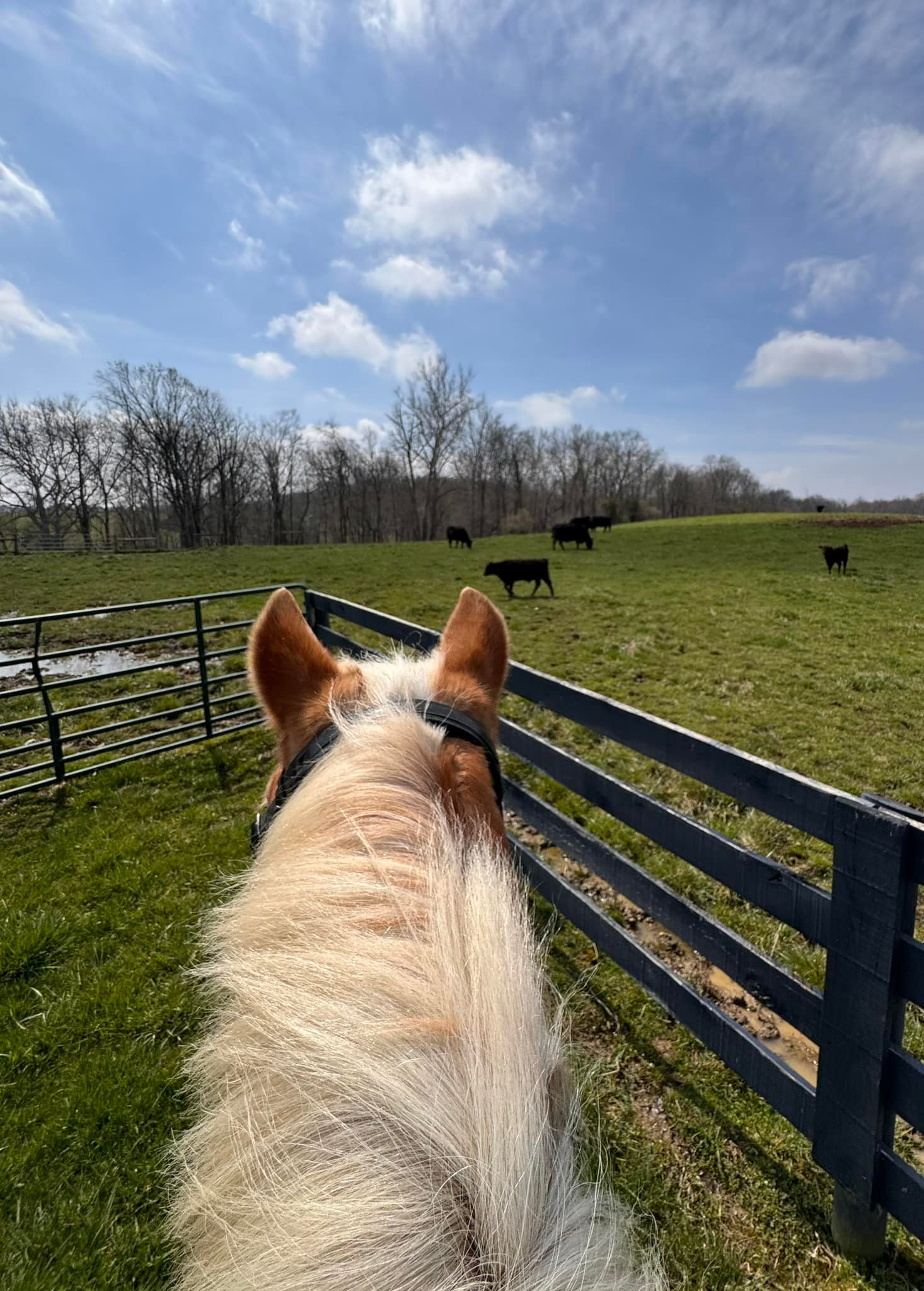 MasterfareCattle | Johnstown OH