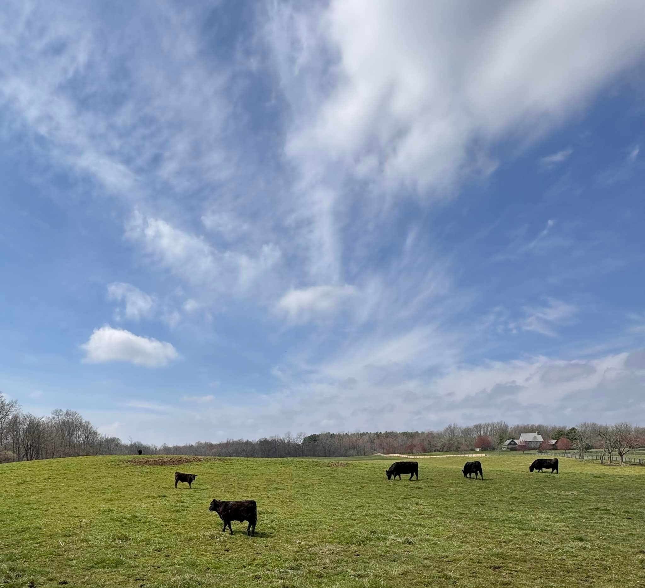 MasterfareCattle | Johnstown OH