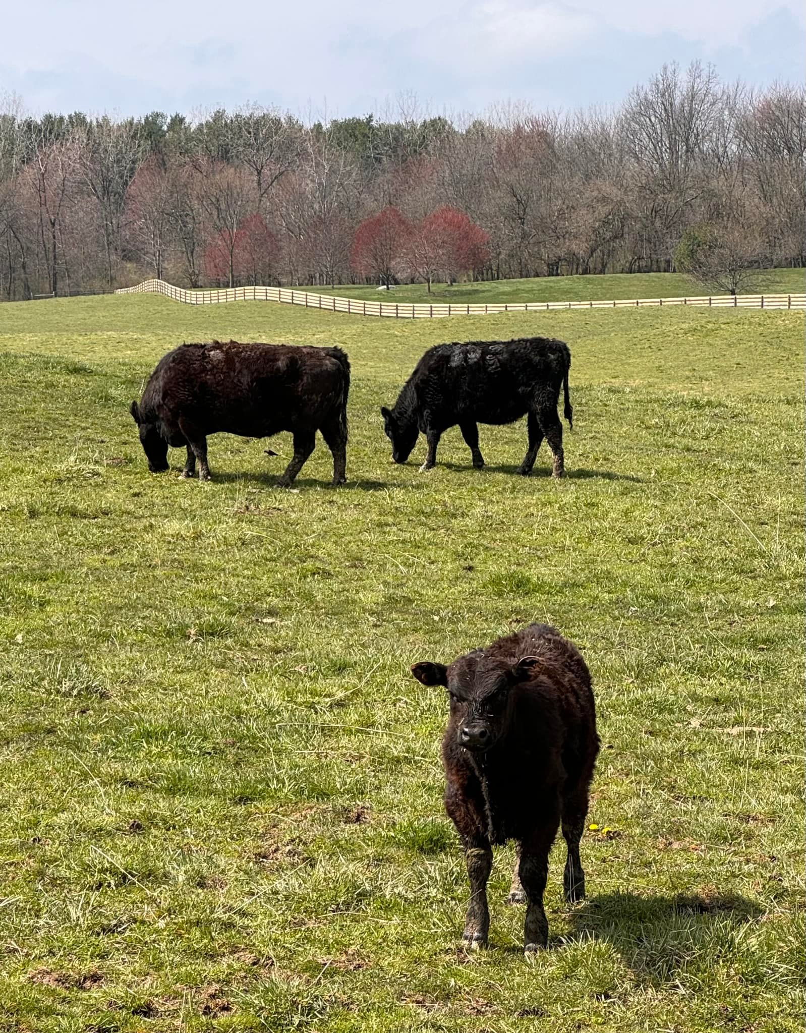 MasterfareCattle | Johnstown OH