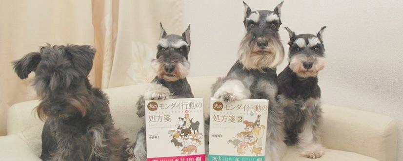 ミックス犬図鑑 - 歴代1月のミックス犬に選ばれたミックス犬を紹介します！ 【2006年1月】ウニちゃん ☆プロフィール http ...