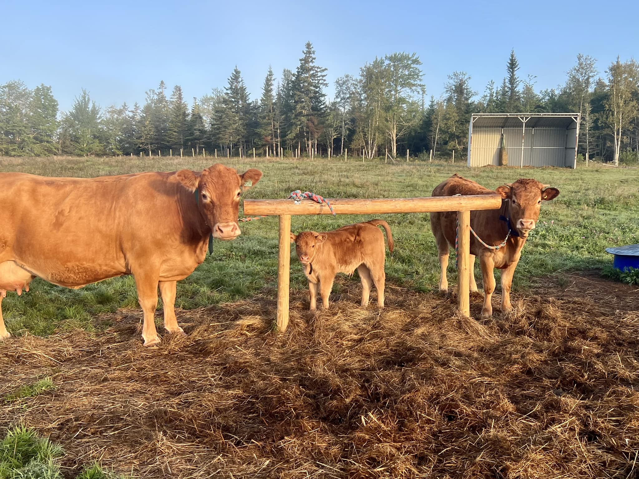Family portrait! From left to right:... - Little Ranch Farm | Facebook