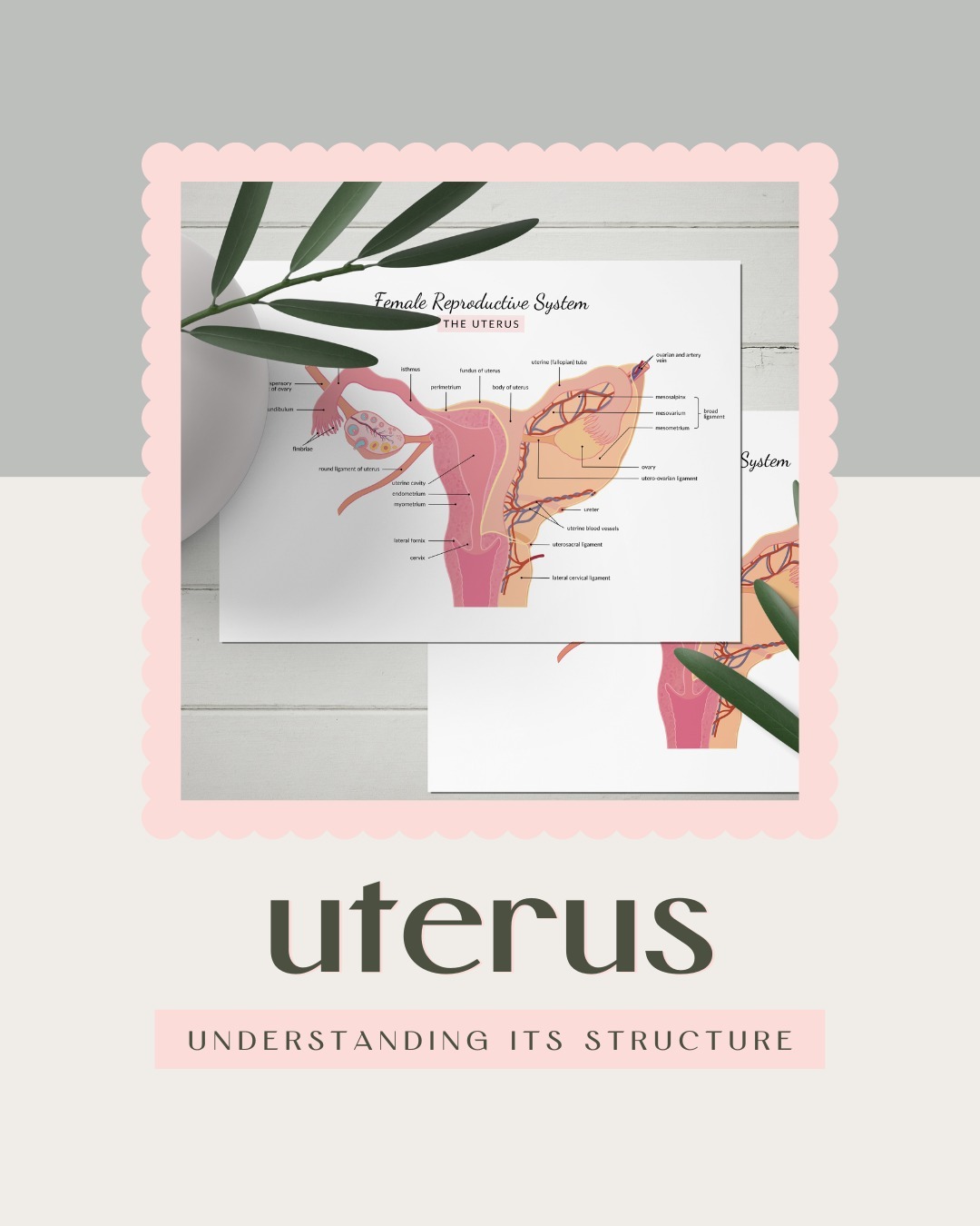 Karamela - Female Reproductive System - Uterus The uterus, also known ...