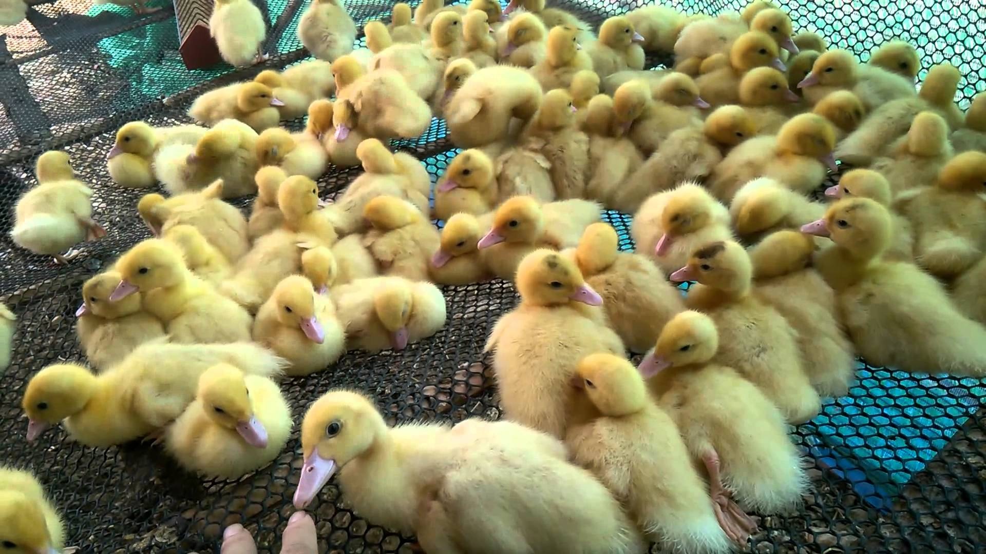 Khun Sun Farm ฟาร์มคุณซัน ฟาร์มเป็ดมาตรฐาน ครบวงจร