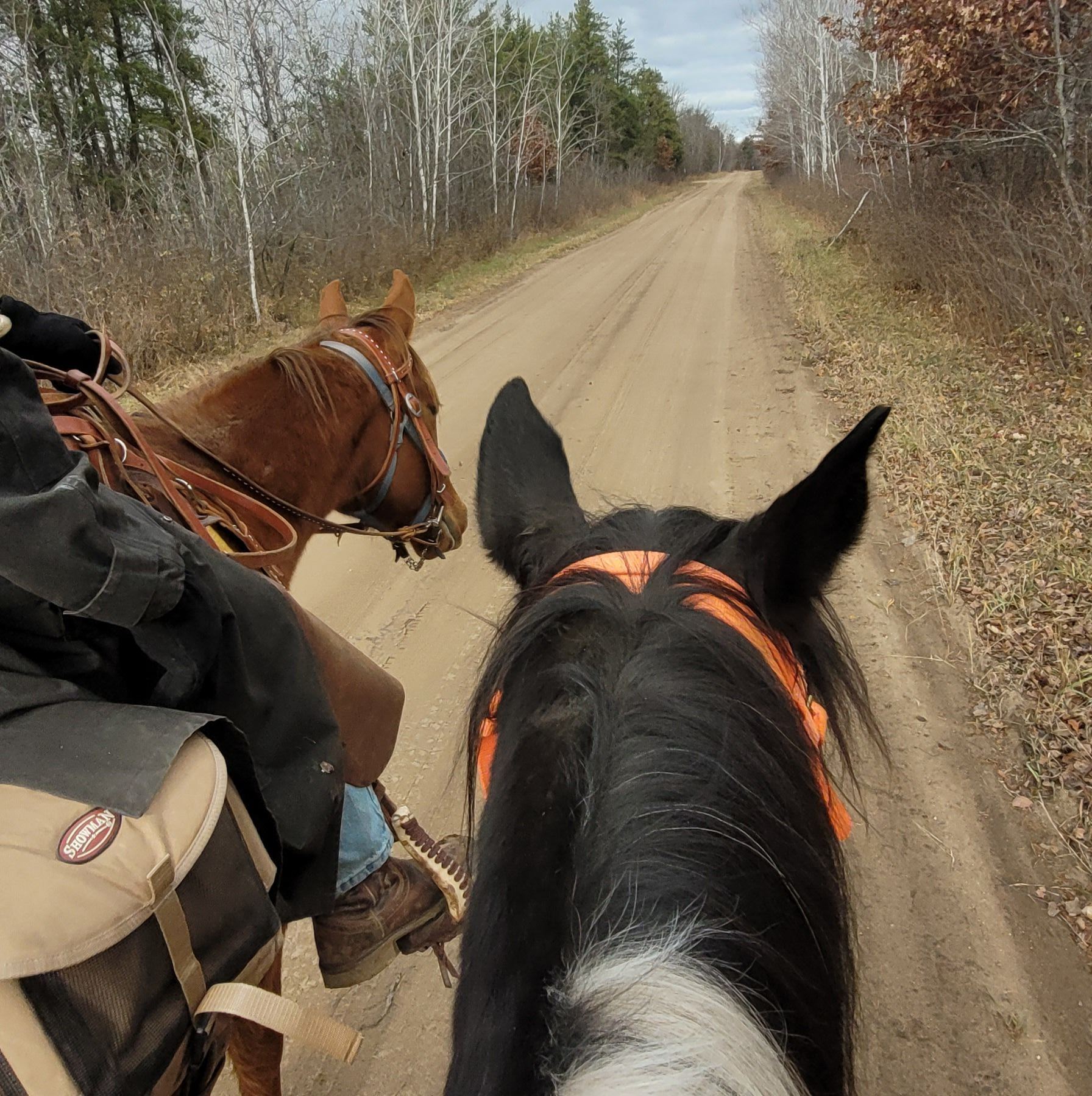 Wisconsin, Minnesota, Illinois Horses for Sale | 4 year old blue roan ...