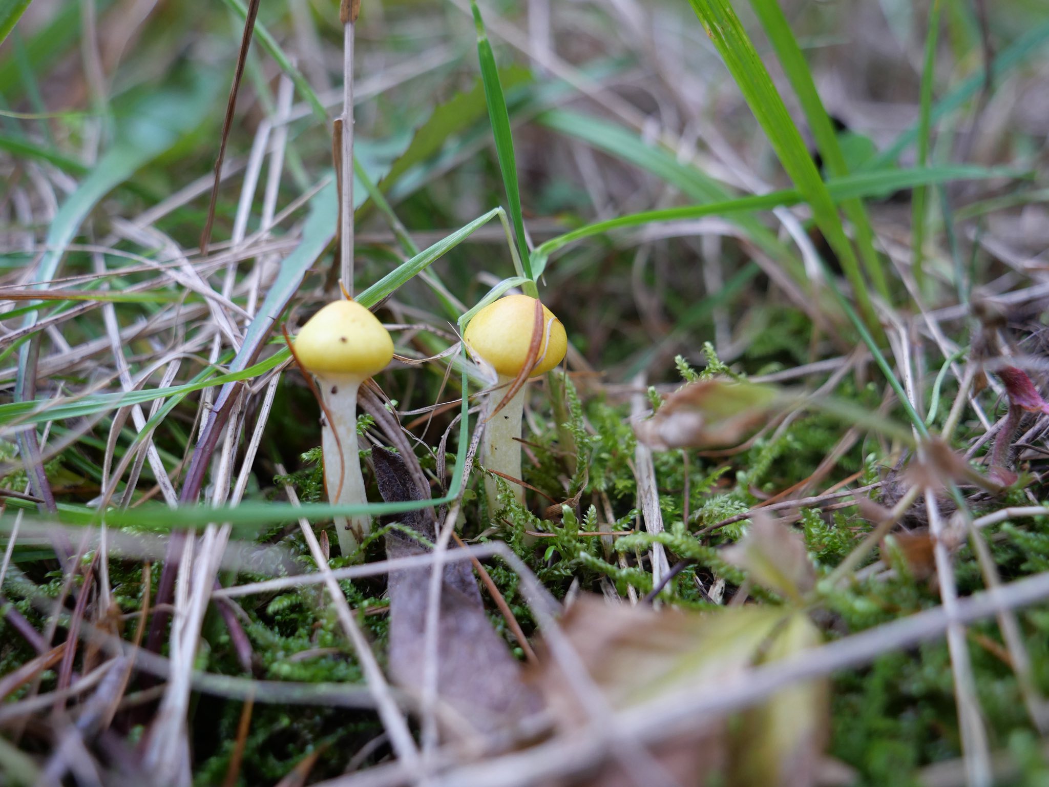 山菜きのこを採って(撮って)食べる会 | ついにキヌメリガサの季節がやって来ました | Facebook
