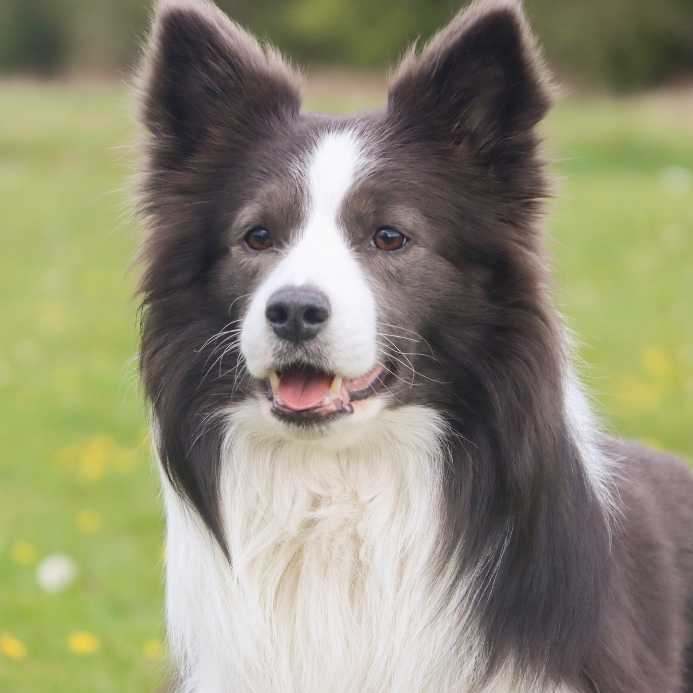 🔥🔥 *** 3.33 *** 🔥🔥 Say... - Leebeardream Border Collies | Facebook