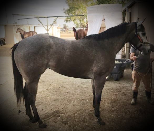 Sky Stone Ranch - Congratulations to BIG SIZTER and...