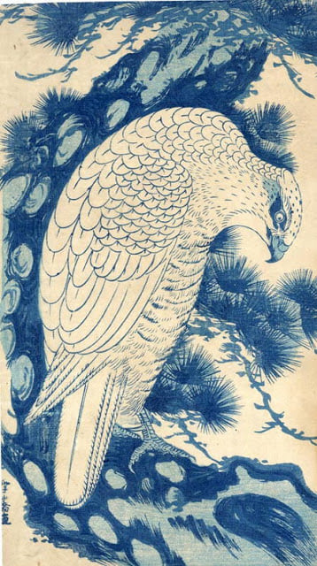 Eagle Perched on a Pine Branch
