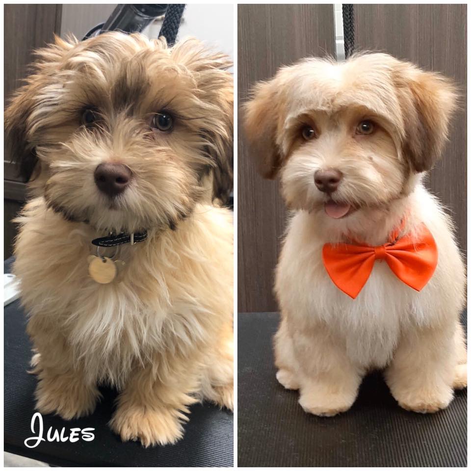 Transformation De Bebe Jules Le Les Animaleries T D Zoo Facebook