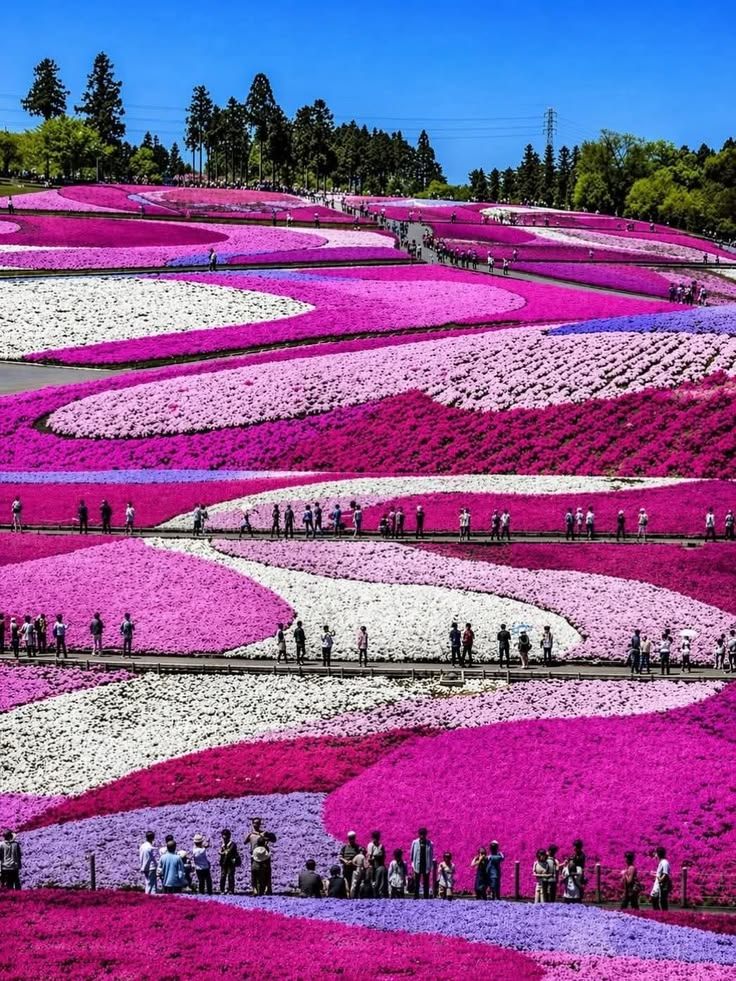 This breathtaking view shows the famous Shibazakura no Oka (Moss