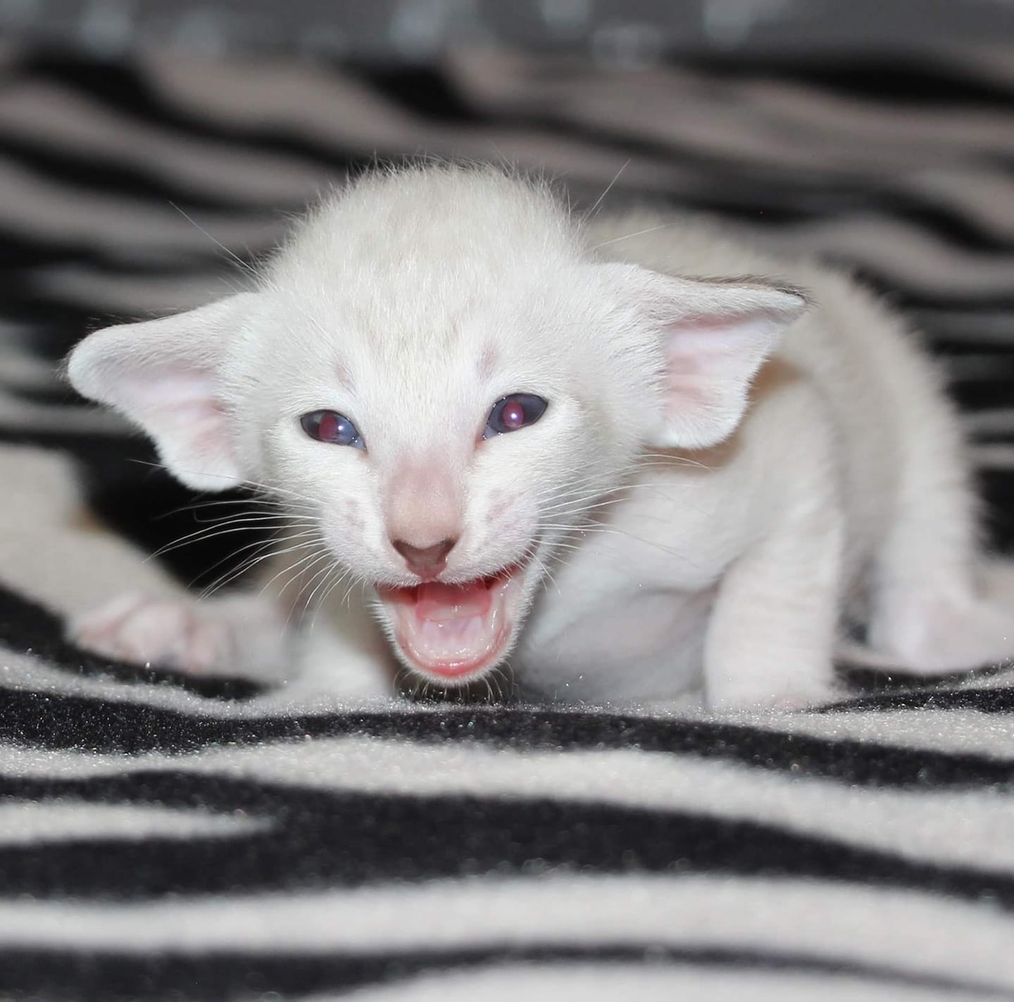 Fancy Rex Tango Argentino 🇮🇱 male S: CH WCF Fancy Rex Game of Throns D ...