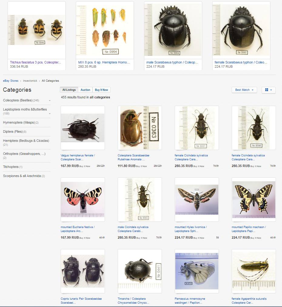 Dry insects for sale - beetles, butterflies and all others