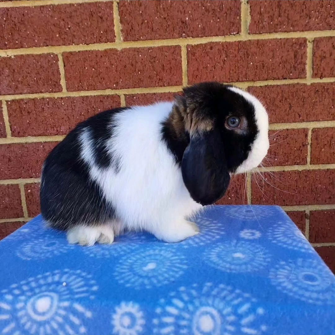 Shady Patches Rabbits | Perth WA