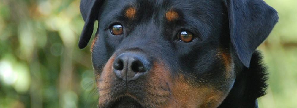 Halls of Valhalla German Rottweilers