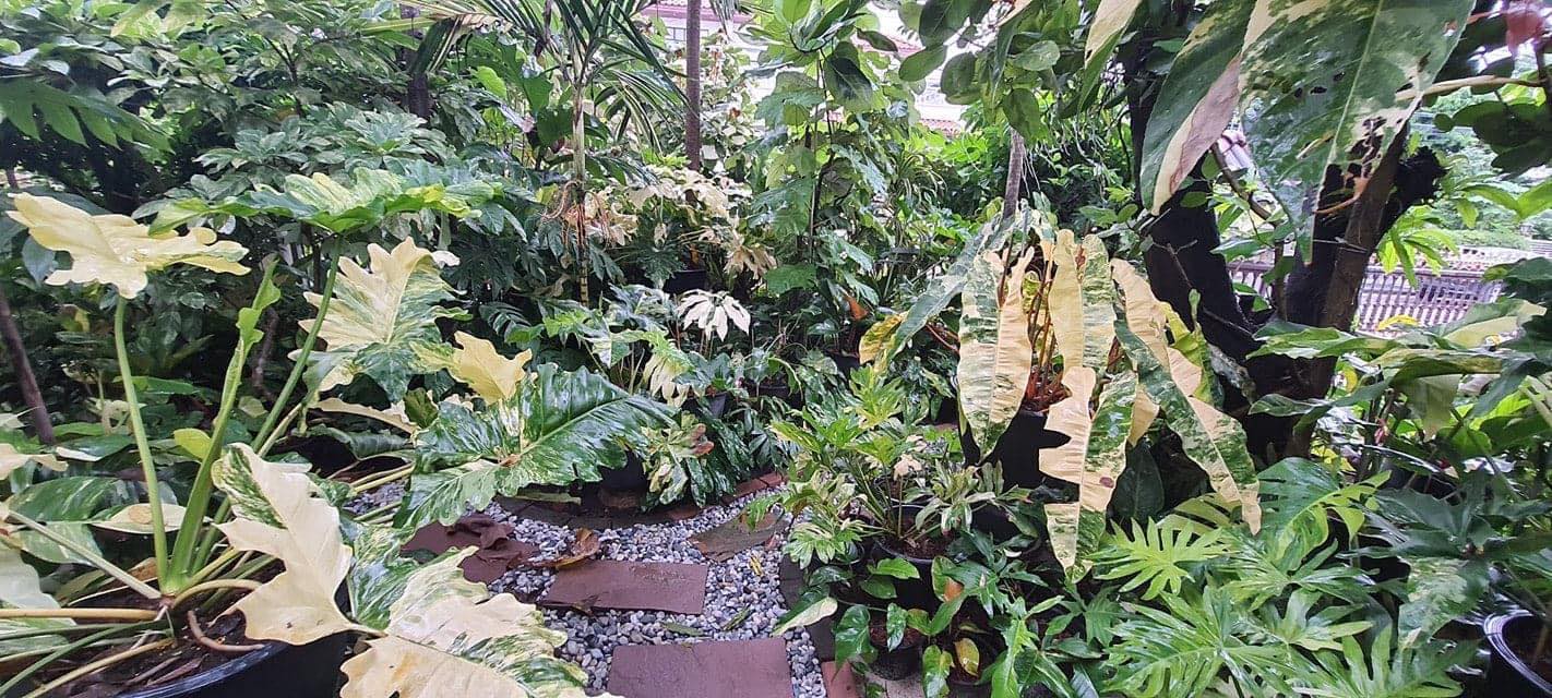 Variegated Thailand | **Monstera Deliciosa Silver Lava** | Facebook