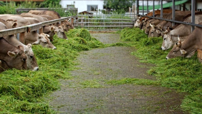 Global Farm - Kandang Sapi... - Global Farm - Kandang Sapi