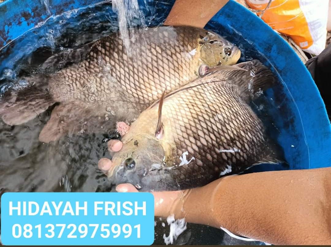 Budidaya Gurami ( Kalui ) kampar Riau.