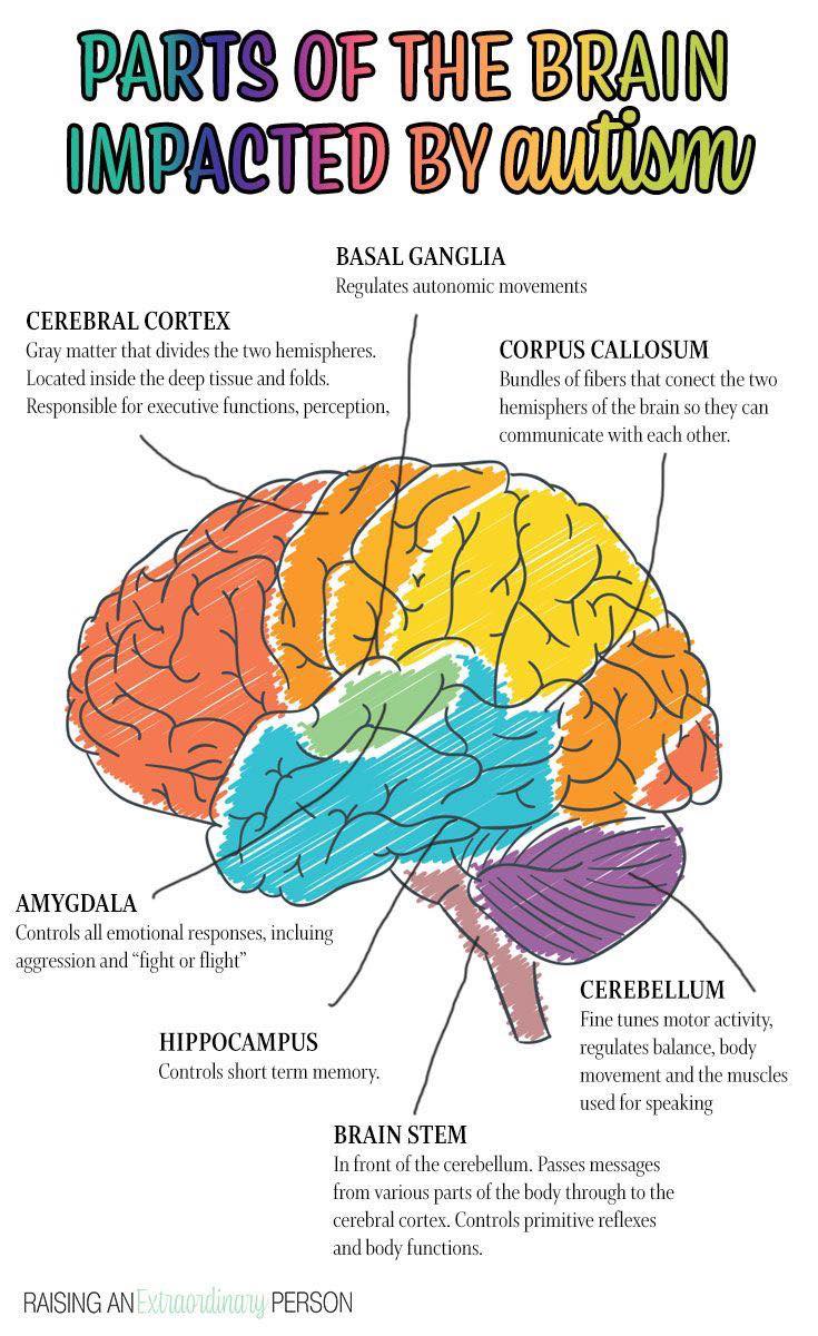 Parts Of The Brain And What They Control