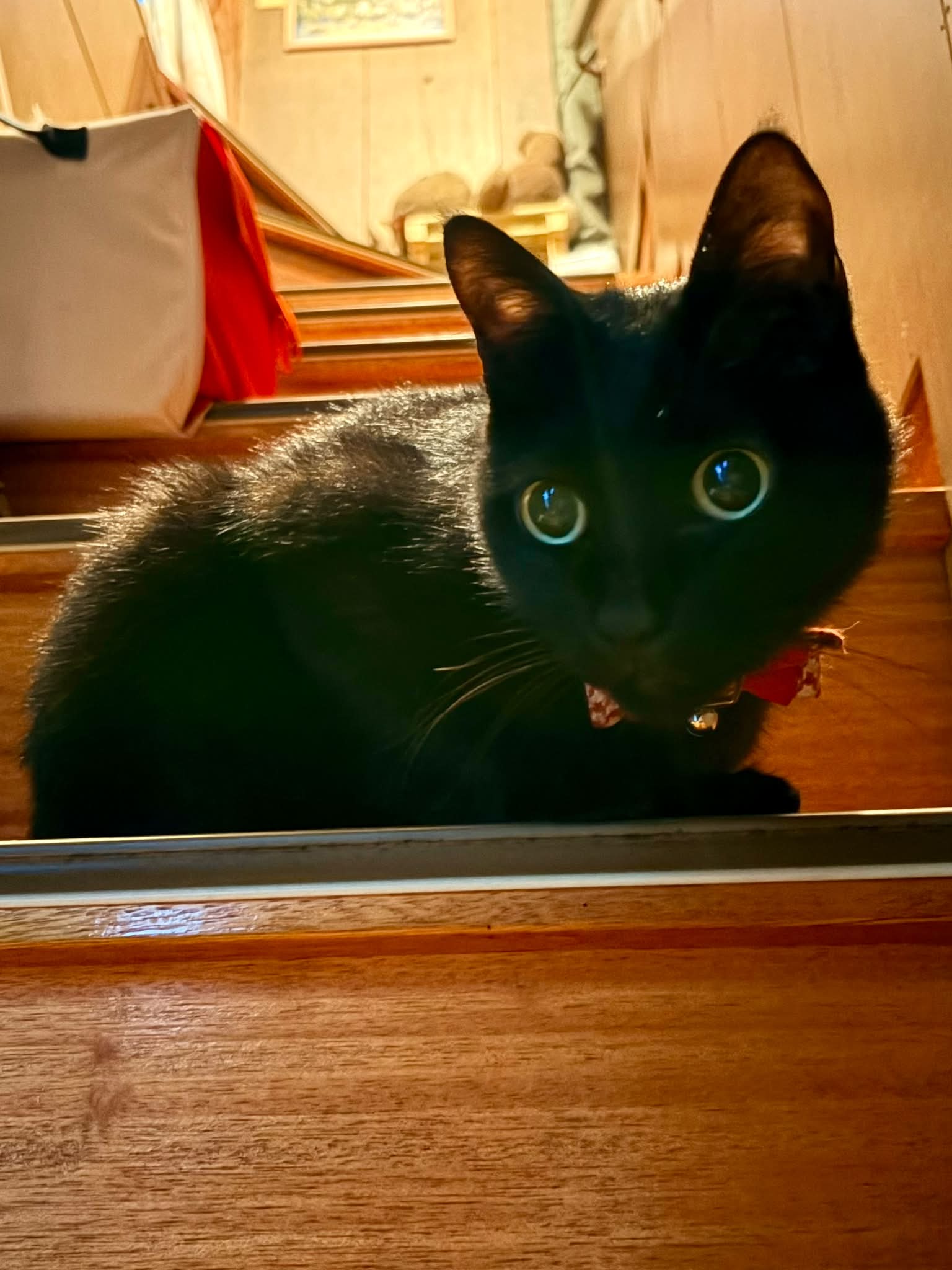 里山の黒猫キキ꒰ঌ^. ̫ .^໒꒱さん専用 おはようございます。 キキさんはこれから二度寝に入ります💤