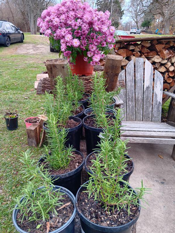 Plant's rosemary 10$ ruda 10$ address 9690 west 17th ST Zion iL