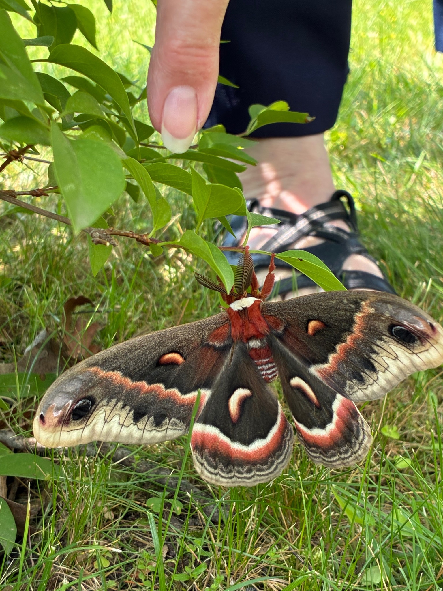 What is this large moth in lower Michigan?