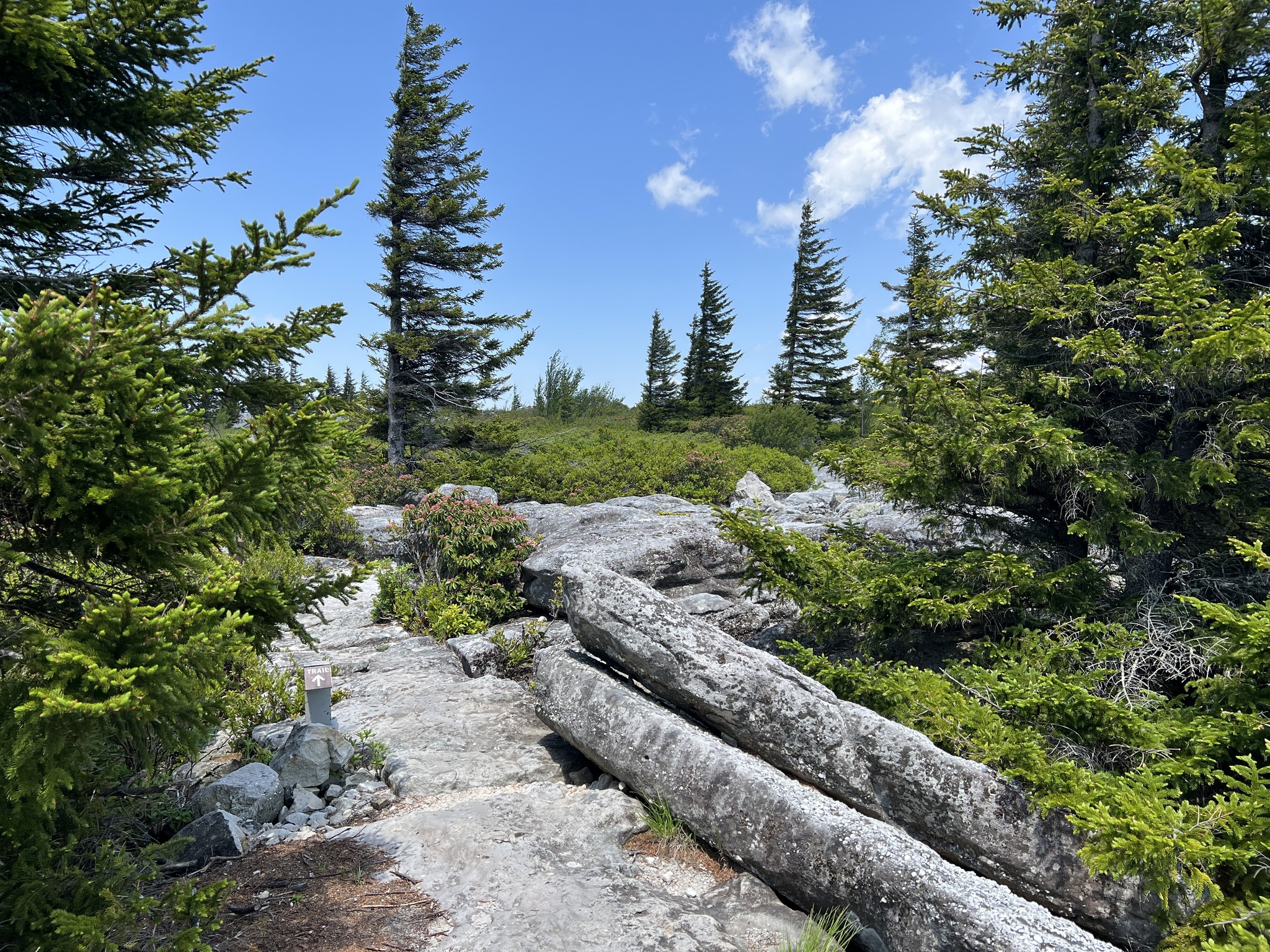 Dolly Sods | Bear Rocks Loop Trail.. | Facebook