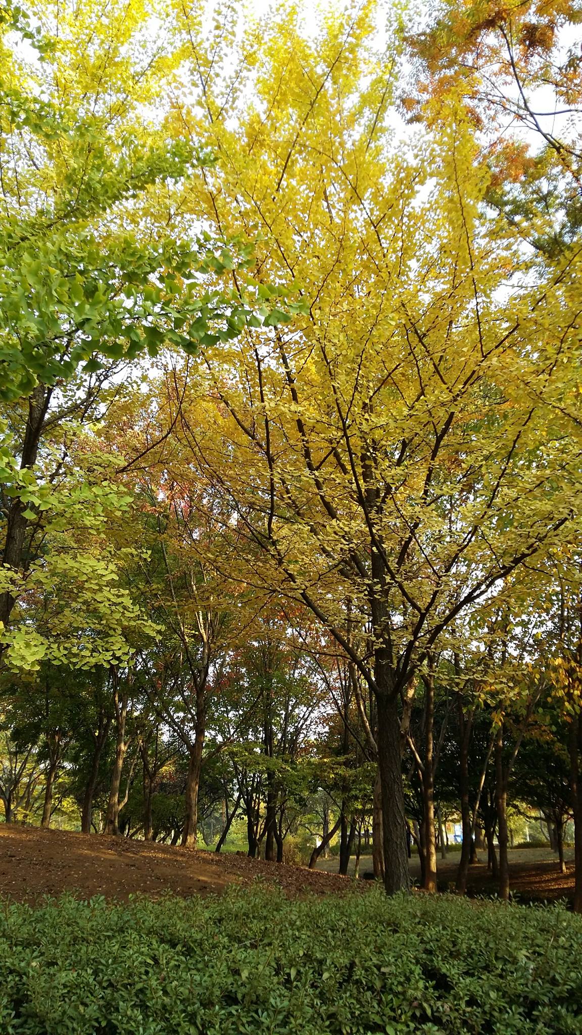 いつか陽のあたる場所で
