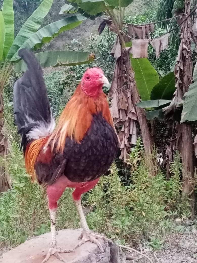 Criadero el humilde