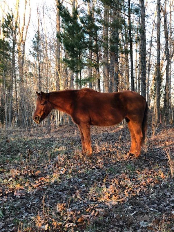 Little Red Ranch