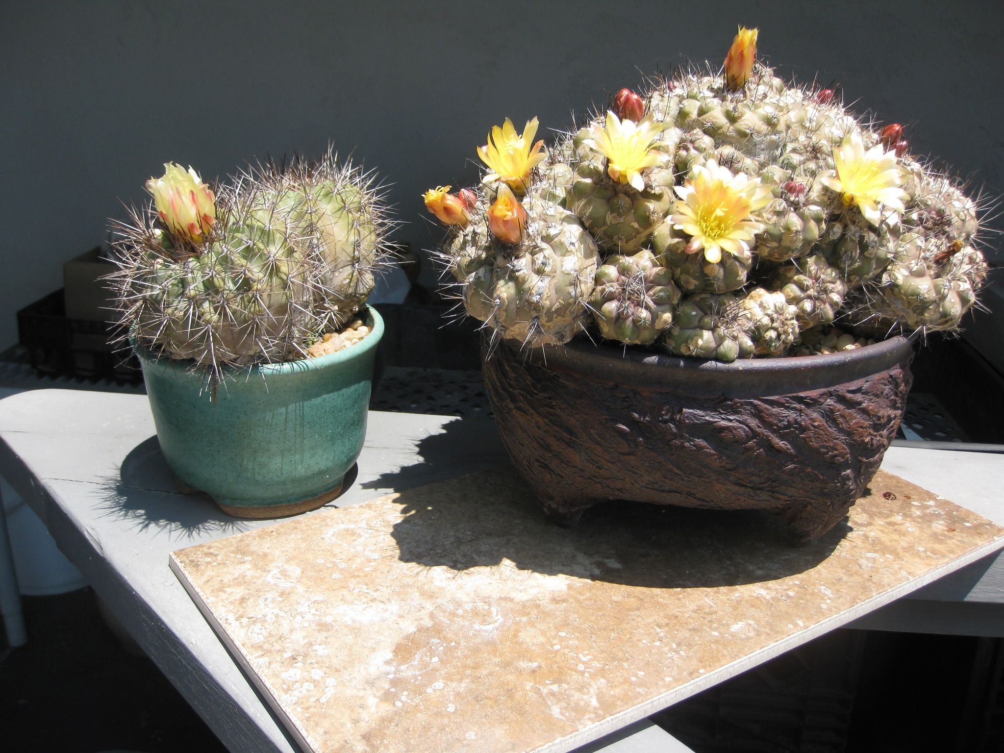 Best time of the year: Copiapoa cinerea