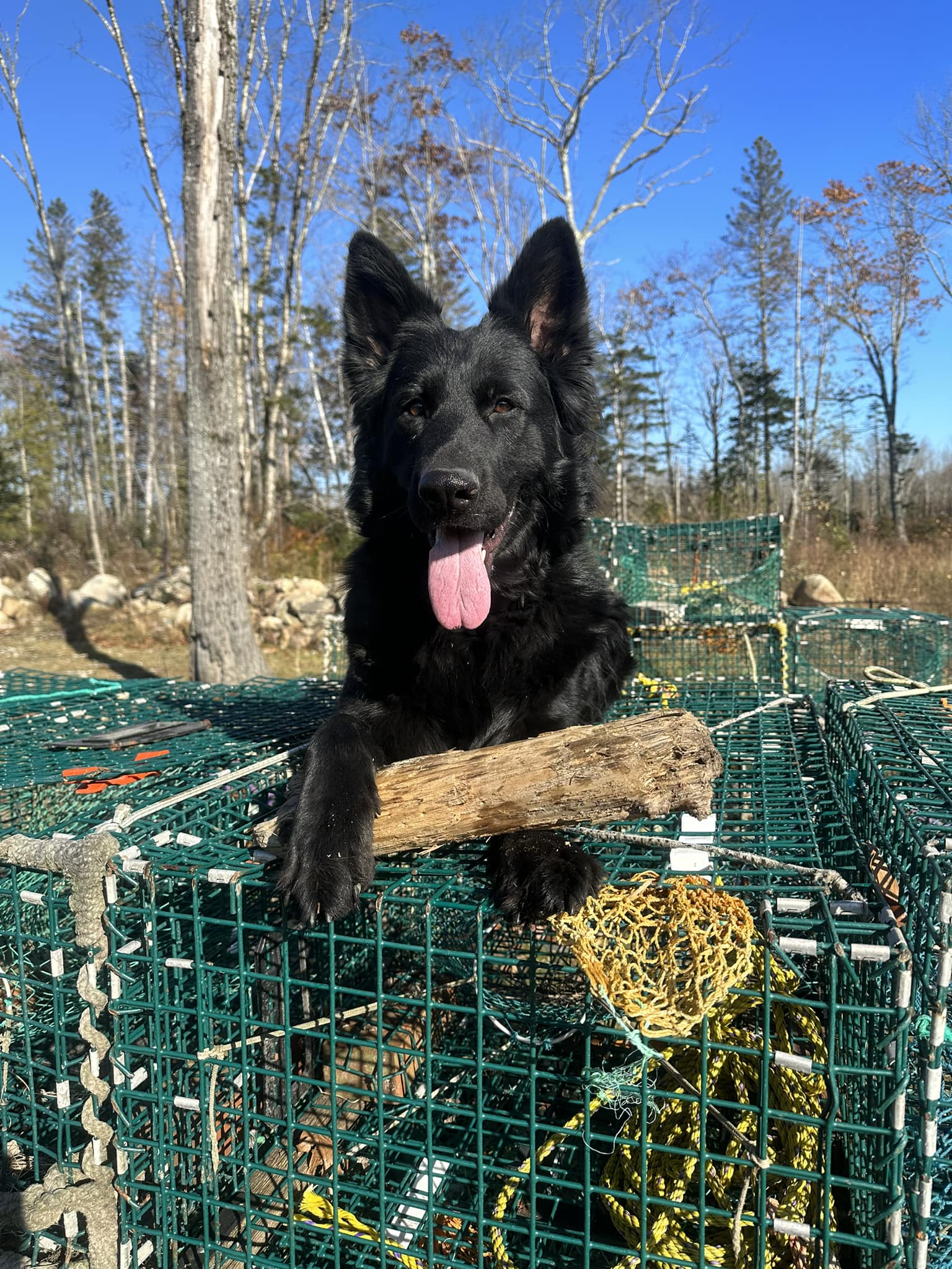 Rocky Ridge Dog Training Academy | Sedgwick ME