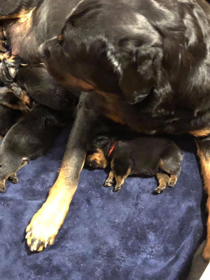 JVL Rottweilers - The red male has snuggle time with his...