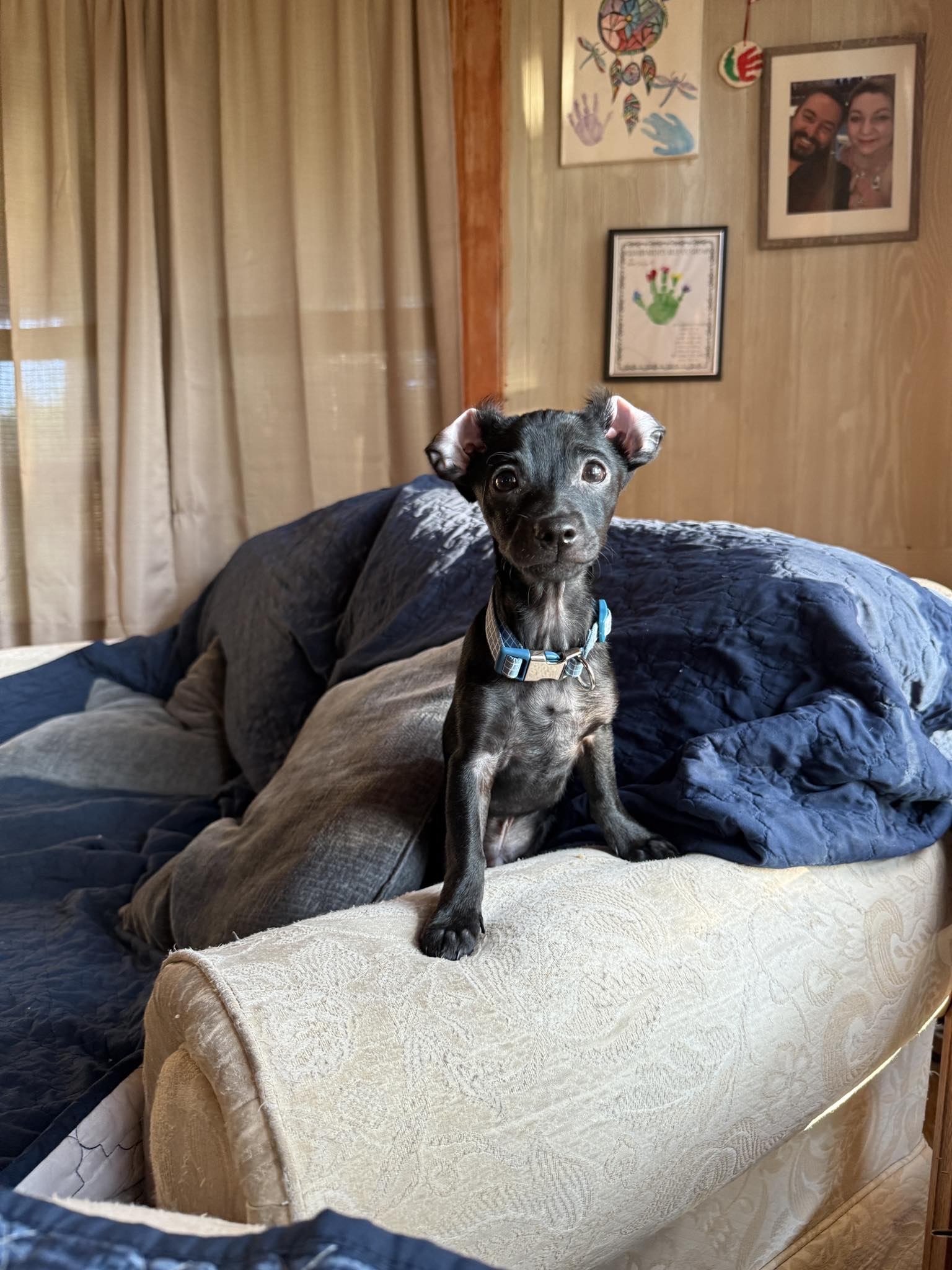How to Train Small Dogs: Expert Tips for Success