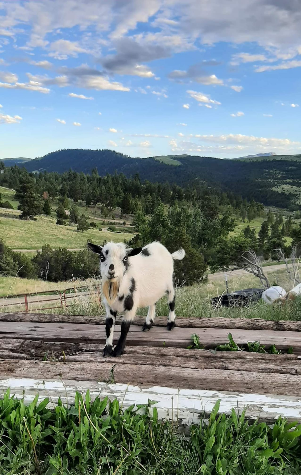 Love getting updates on our past... - Green Apple Farm | Facebook
