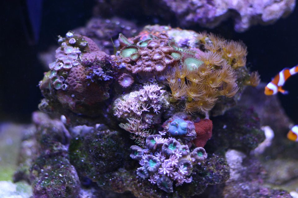 ReefLoco - My Rasta zoanthids have been growing like crazy lately ...