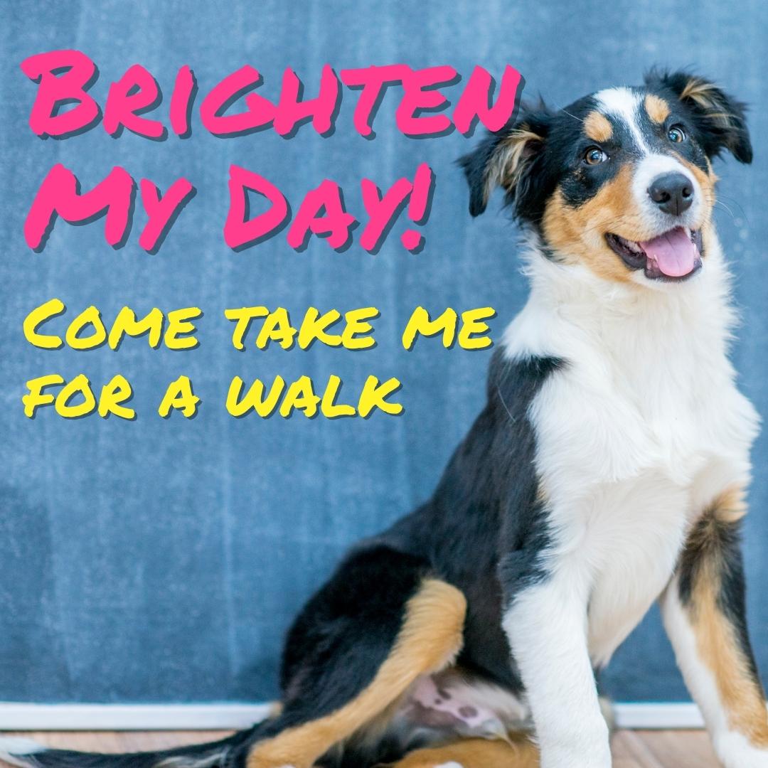 Do you have a few hours a... - Routt County Humane Society | Facebook