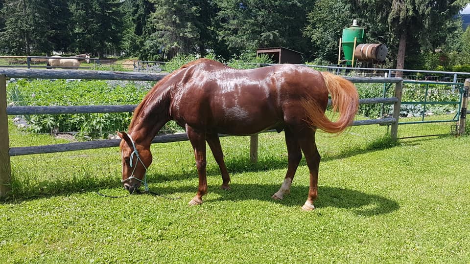 Spoiled Rotten Ranch | Clearwater BC