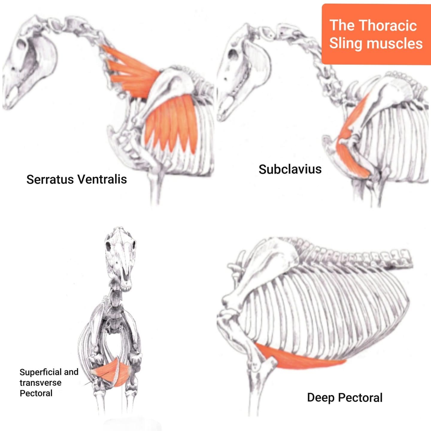 Equi-Therapy UK - THE THORACIC SLING - so important in the... | Facebook