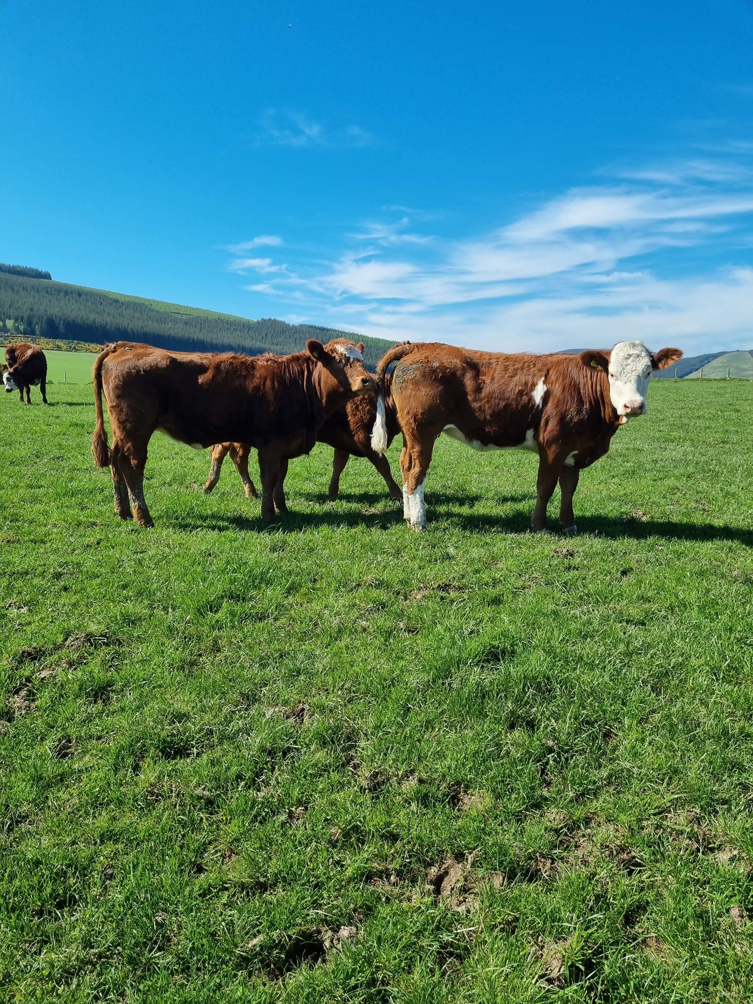 FOR SALE 10 Sim-Luing yearling... - Luing Cattle Society Ltd | Facebook