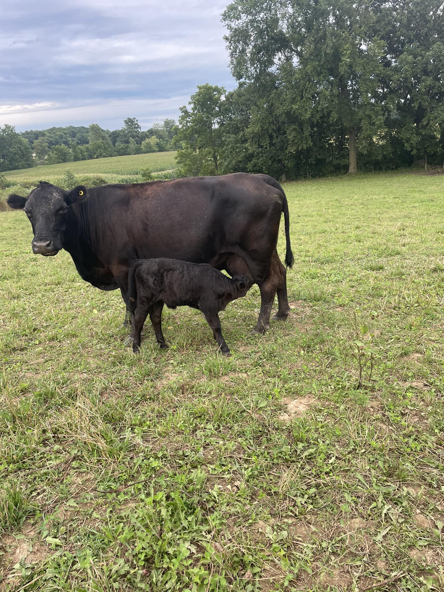 Deep Roots Ranch, LLC | Chelsea MI