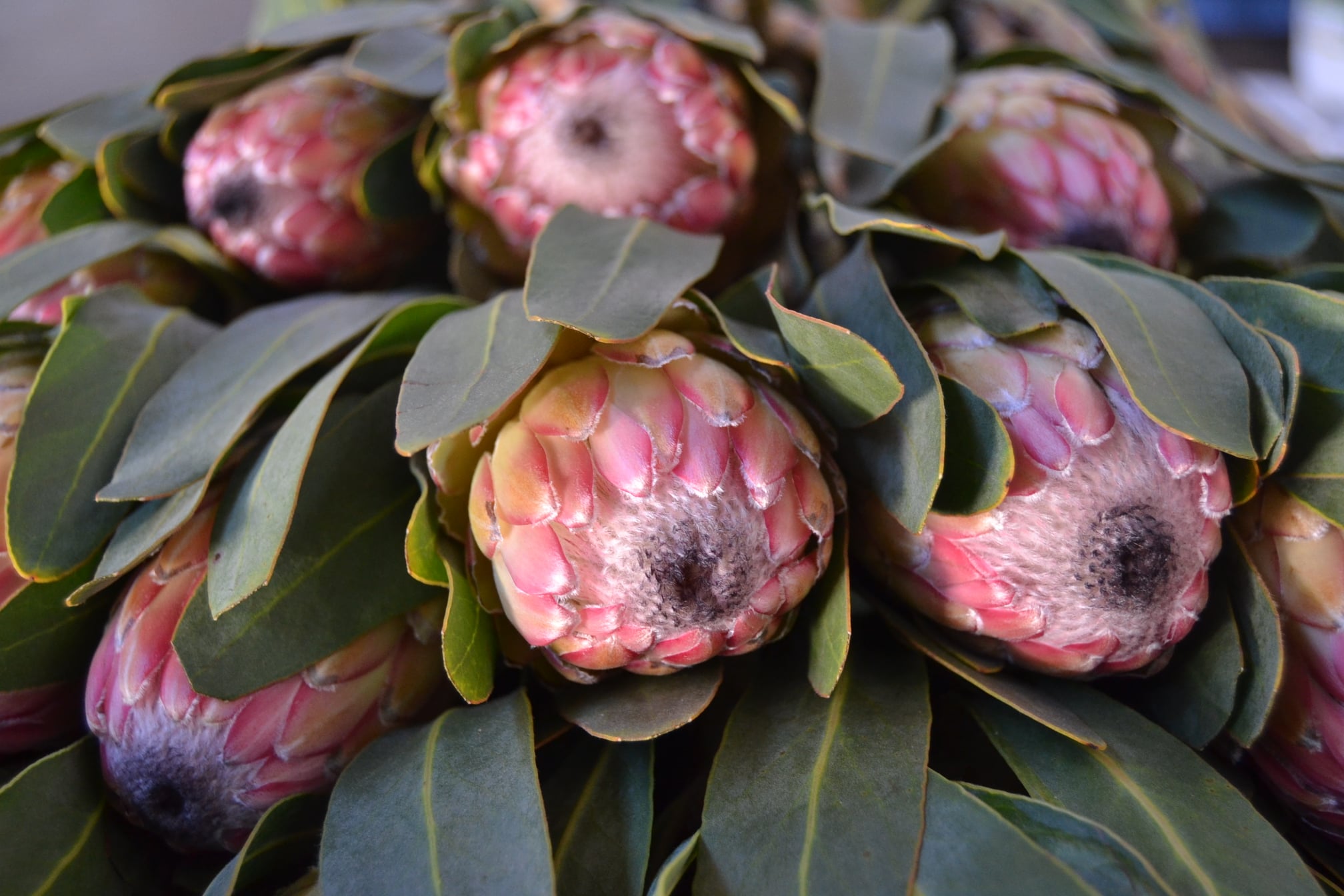FreshCap - Our Protea Susara are back in season and...