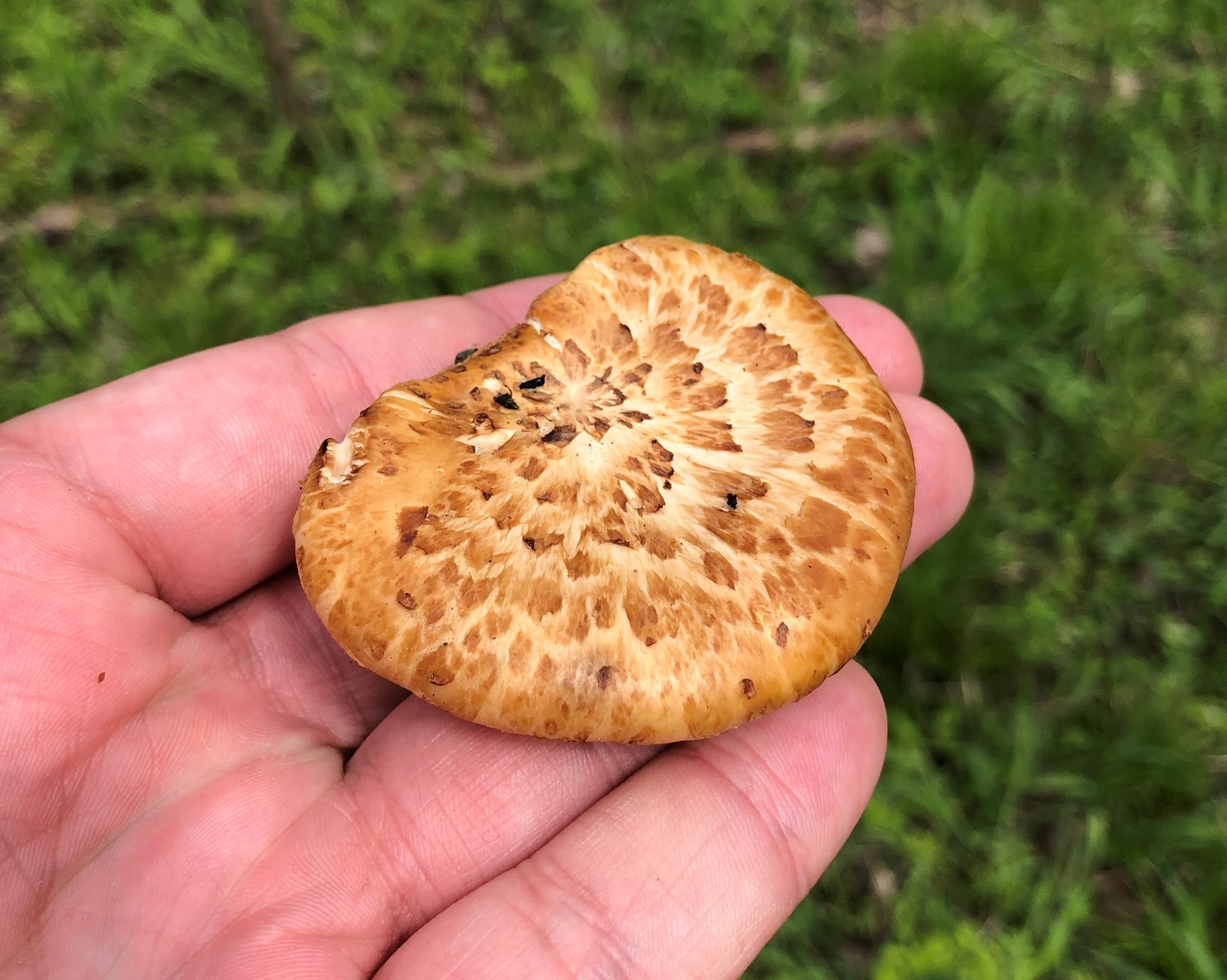 You’ve likely heard of morel... - Ohio Division of Wildlife