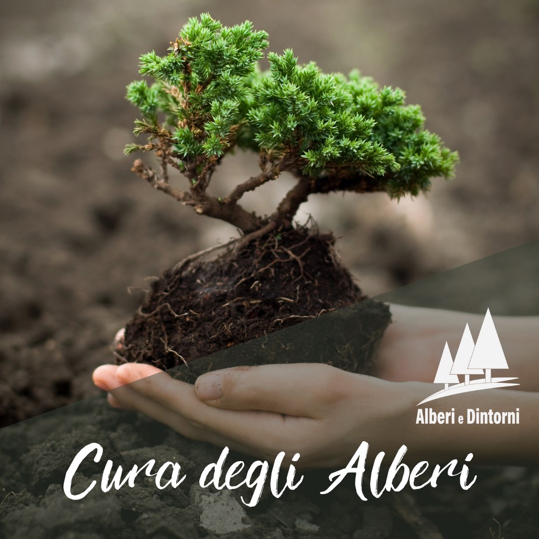Alberi - Quando si #abbatte un albero ad alto fusto le tecniche possono ...