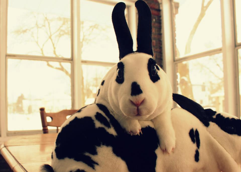 City Rabbits | Grand Rapids MI