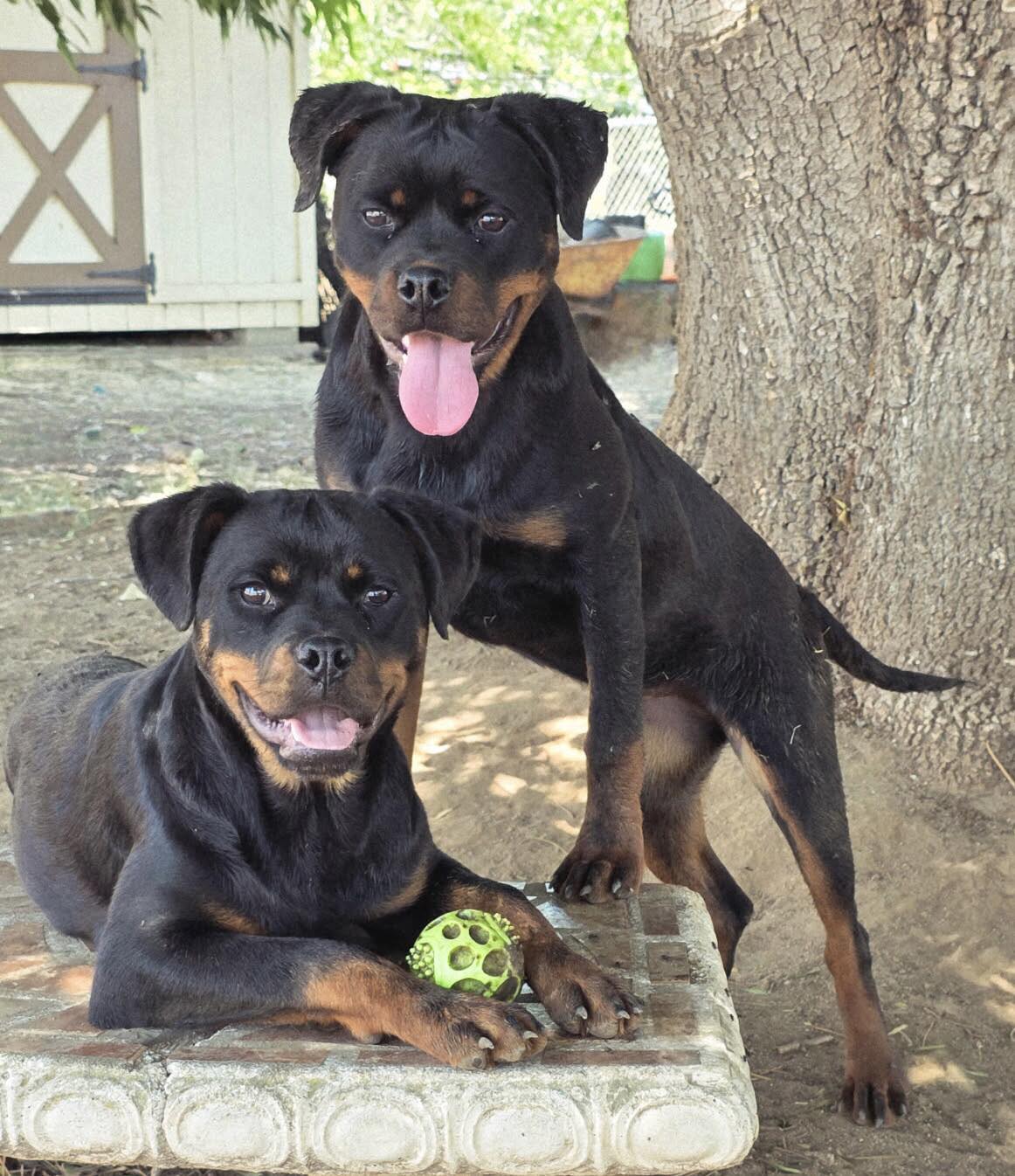 Rottweiler puppies in need of good homes available