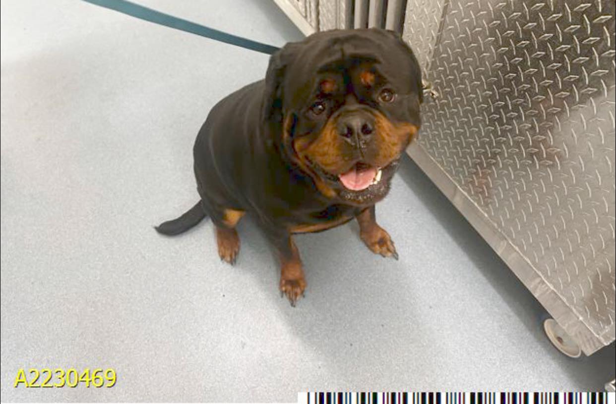 Adoptable Rottweiler at Palm Beach County Animal Care and Control