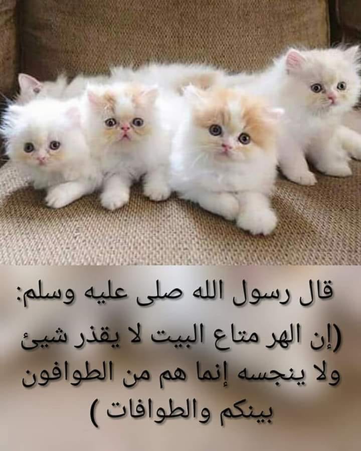 معجزة تحدث هذا هو محمد صلى الله عليه وسلم فهلا عرفتموه Facebook