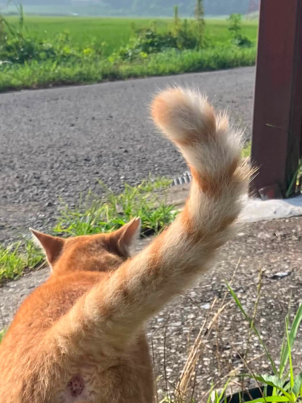 ねこ好きはこちら | Facebook