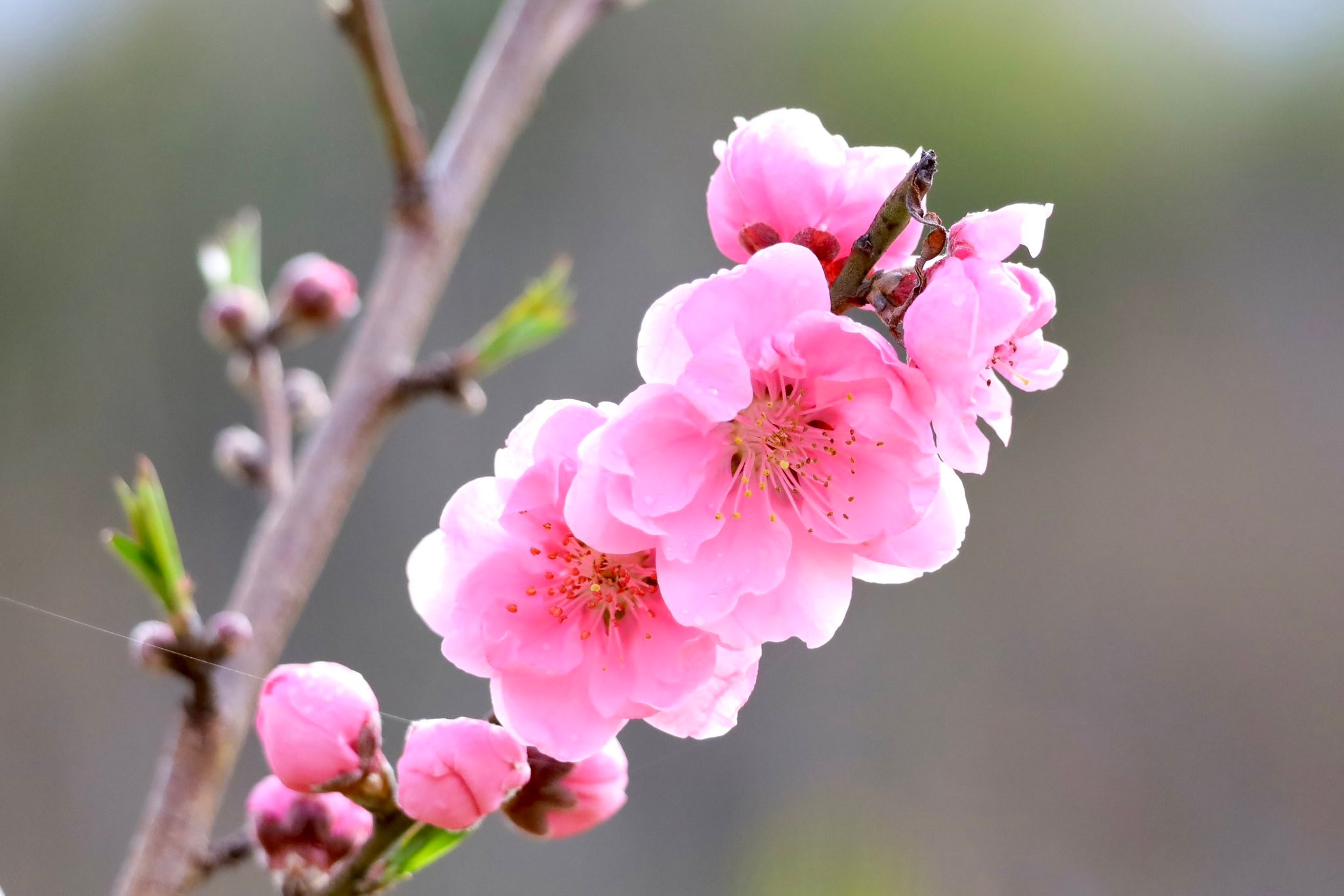 2026年3月4日 馬見丘陵公園